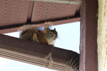 Pleasanton Ground Squirrel Removal