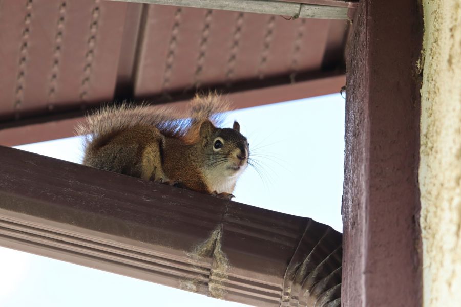 Ground Squirrel Control Services