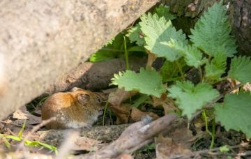 Alamo Vole Removal