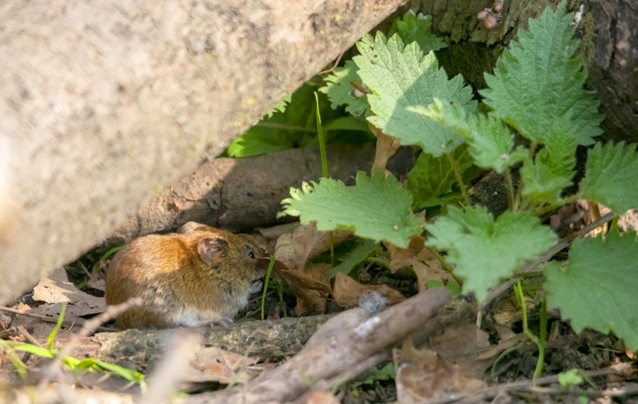 Vole Control