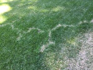 Mole Control Services in Pleasanton, CA (4)