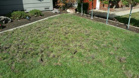 Mole Control Services in Oakland, CA (4)