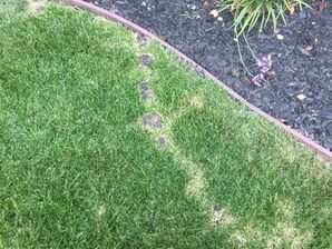 Mole Control Services in Pleasanton, CA (3)