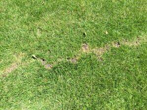 Mole Control Services in Pleasanton, CA (2)