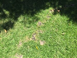 Mole Control Services in Pleasanton, CA (1)