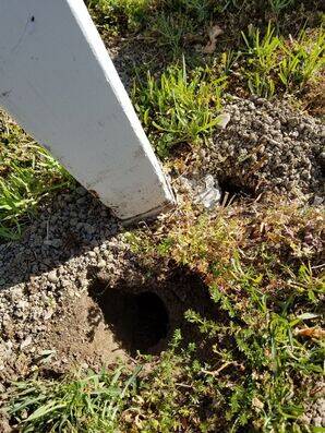 Gopher Control Services in Union City, CA (2)